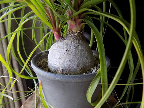 細長葉植物|ポニーテール